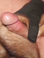 picture from pantieboyz.com